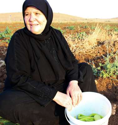 Sawsan Nahas from Hama, Syria, in a cucumber field in Mardin, Turkey.
